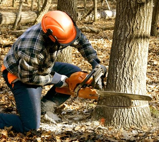Tree Removal in Fentress, TX